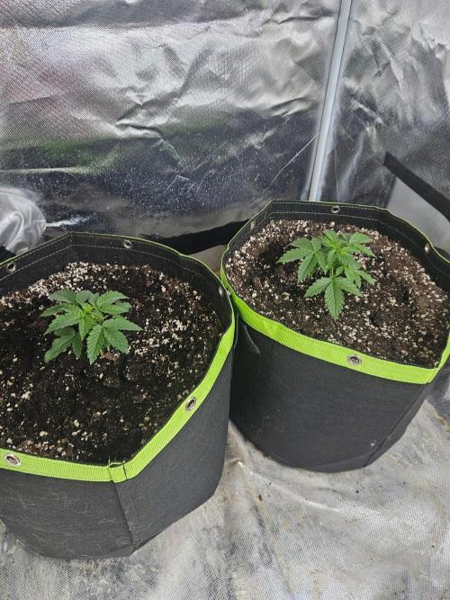 Lemon Cherry Gelato Auto Zamnesia. Week 2