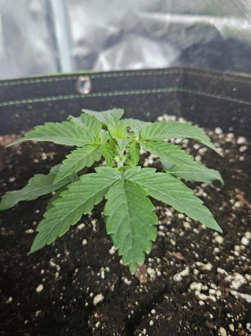 Lemon Cherry Gelato Auto Zamnesia. Week 2