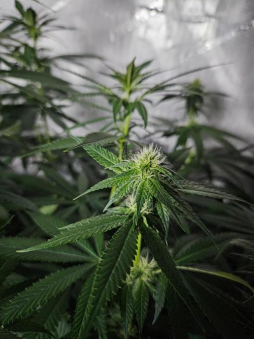 The gassy one SuperSativaSeedClub. Week 8