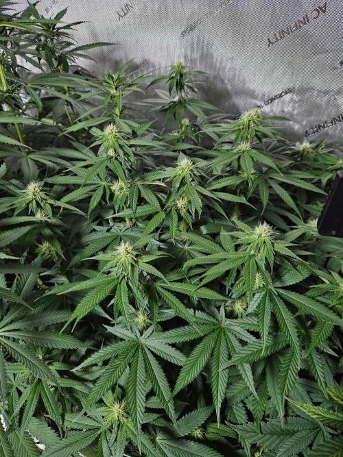 The gassy one SuperSativaSeedClub. Week 8