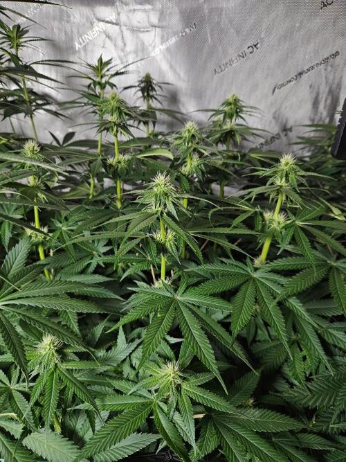 The gassy one SuperSativaSeedClub. Week 8