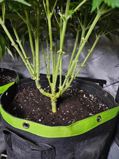 The gassy one SuperSativaSeedClub. Week 8