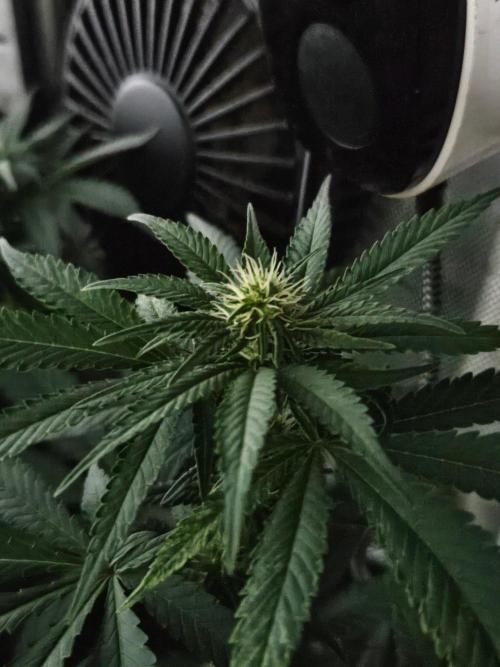 Permanent Bluez Izi Seeds. Week 8
