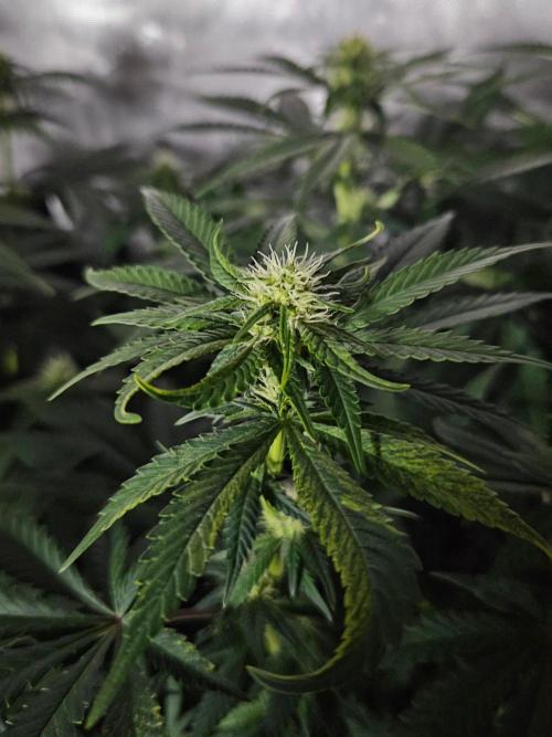 Permanent Bluez Izi Seeds. Week 8