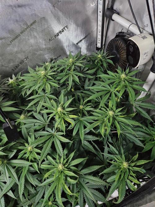 Permanent Bluez Izi Seeds. Week 8