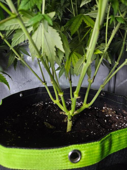 Permanent Bluez Izi Seeds. Week 8