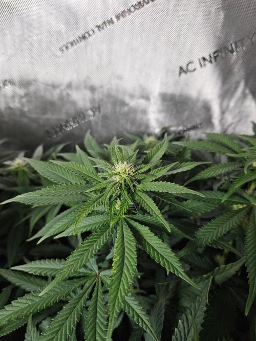Permanent Bluez Izi Seeds. Week 8