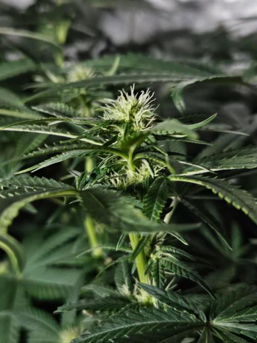 Permanent Bluez Izi Seeds. Week 8