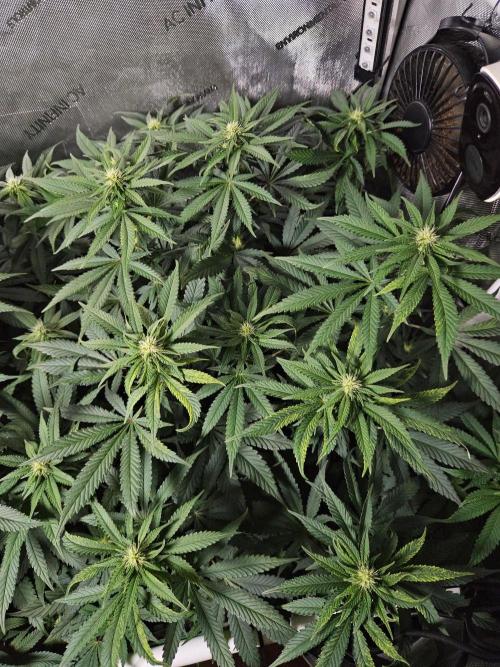 Permanent Bluez Izi Seeds. Week 8