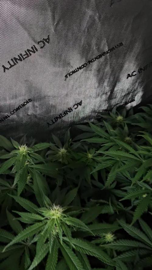 Permanent Bluez Izi Seeds