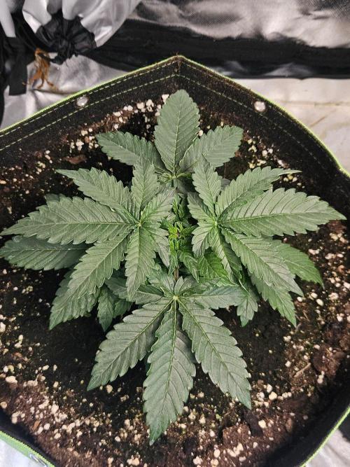Lemon Cherry Gelato Auto Zamnesia. Week 3