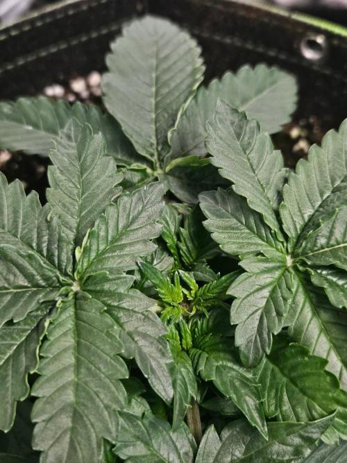 Lemon Cherry Gelato Auto Zamnesia. Week 3