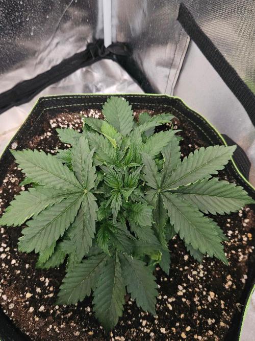 Lemon Cherry Gelato Auto Zamnesia. Week 3