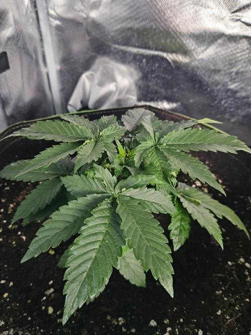 Lemon Cherry Gelato Auto Zamnesia. Week 3
