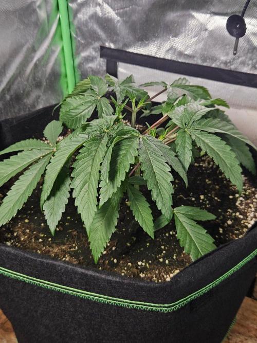 Slush Mint Cake Dutch Passion. Week 3