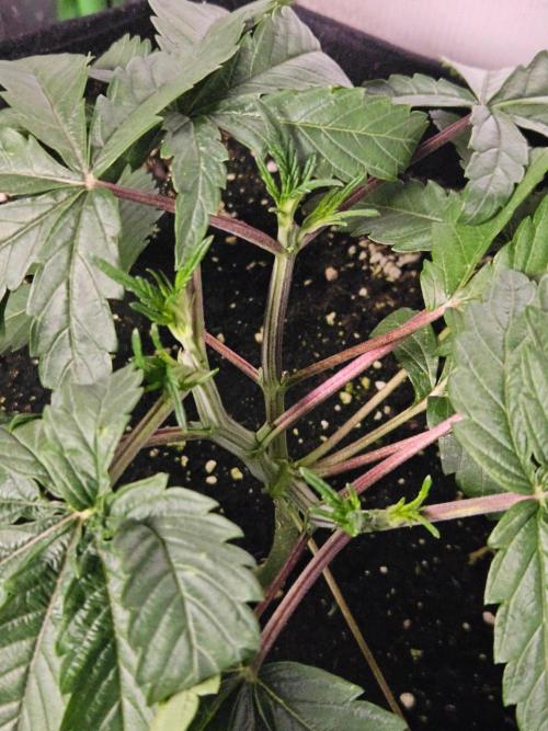 Slush Mint Cake Dutch Passion. Week 3