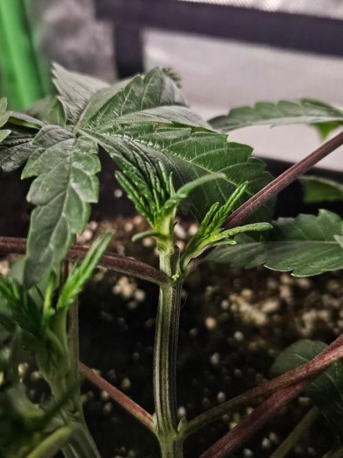 Slush Mint Cake Dutch Passion. Week 3
