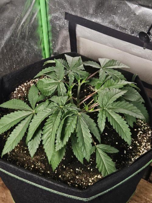 Slush Mint Cake Dutch Passion. Week 3