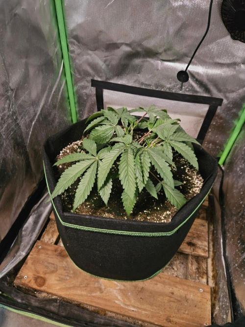 Slush Mint Cake Dutch Passion. Week 3