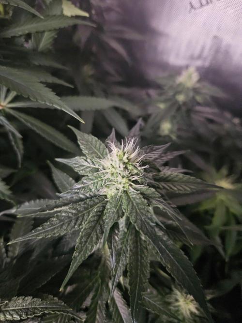 The gassy one SuperSativaSeedClub. Week 9