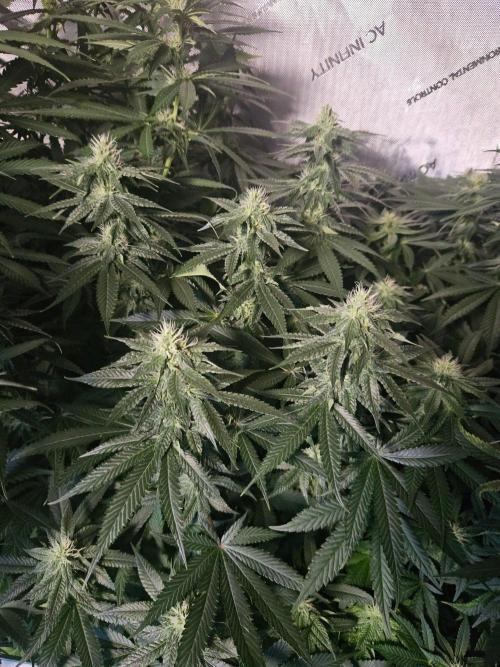 The gassy one SuperSativaSeedClub. Week 9