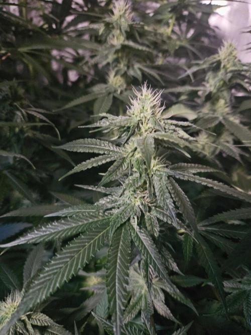 The gassy one SuperSativaSeedClub. Week 9