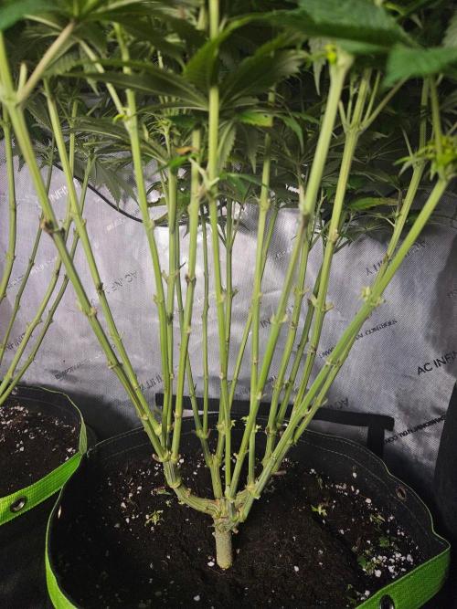 The gassy one SuperSativaSeedClub. Week 9