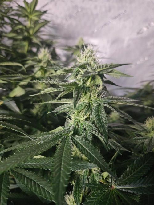 The gassy one SuperSativaSeedClub. Week 9
