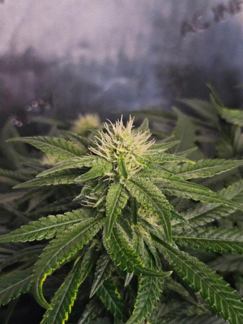 Permanent Bluez Izi Seeds. Week 9