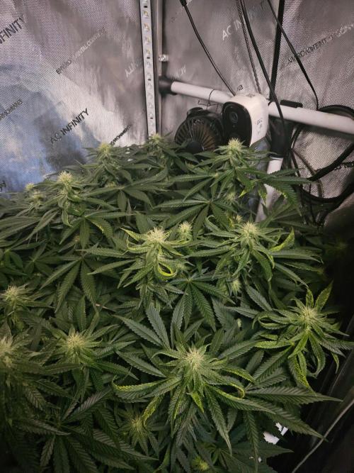 Permanent Bluez Izi Seeds. Week 9