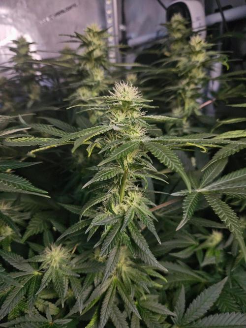 Permanent Bluez Izi Seeds. Week 9