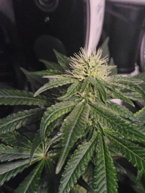 Permanent Bluez Izi Seeds. Week 9