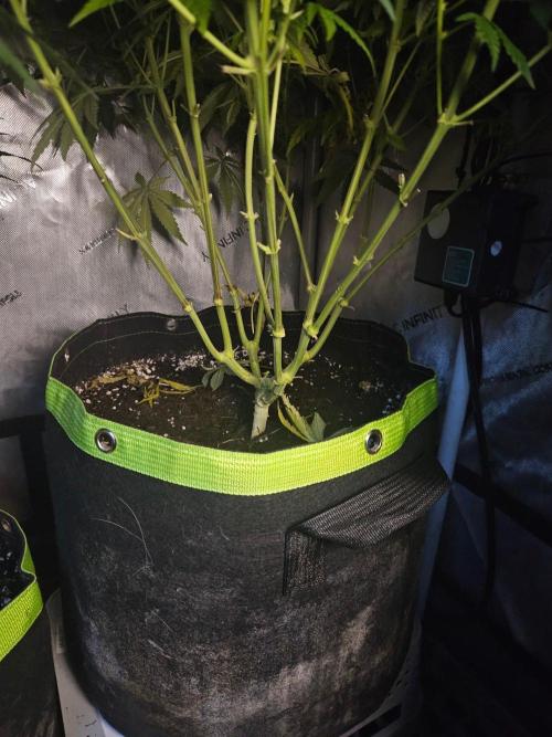 Permanent Bluez Izi Seeds. Week 9