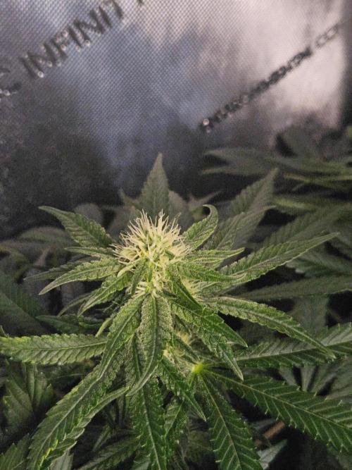 Permanent Bluez Izi Seeds. Week 9