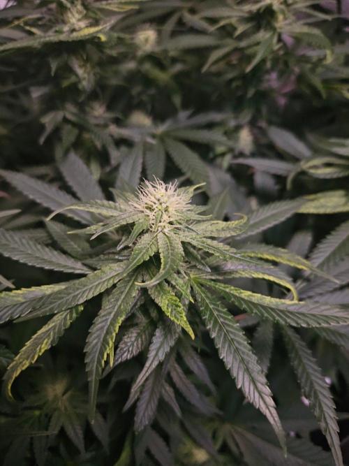 Permanent Bluez Izi Seeds. Week 9