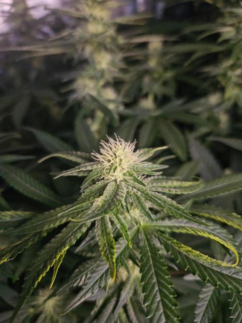 Permanent Bluez Izi Seeds. Week 9