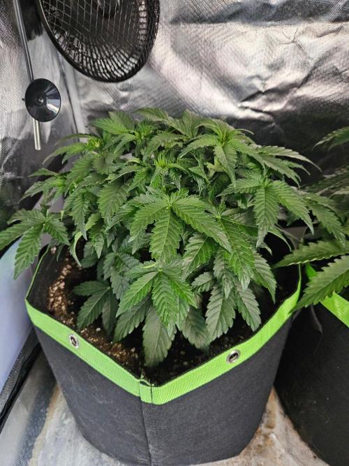 Lemon Cherry Gelato Auto Zamnesia. Week 4
