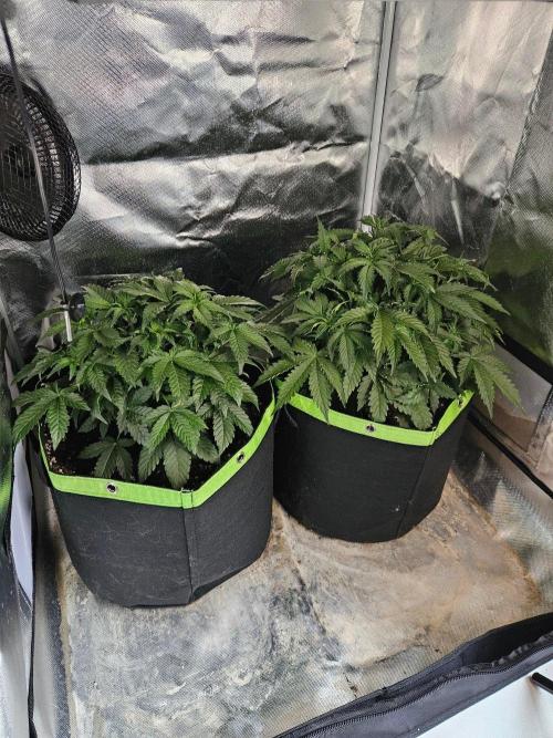 Lemon Cherry Gelato Auto Zamnesia. Week 4