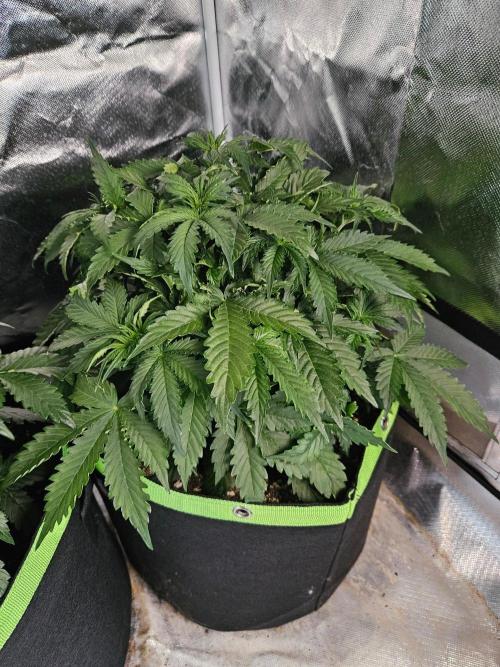 Lemon Cherry Gelato Auto Zamnesia. Week 4