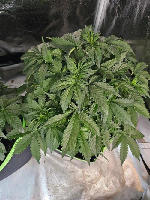 Lemon Cherry Gelato Auto Zamnesia. Week 4