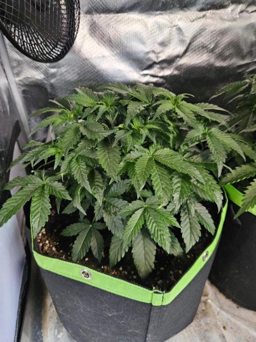 Lemon Cherry Gelato Auto Zamnesia. Week 4