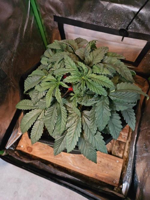 Slush Mint Cake Dutch Passion. Week 4