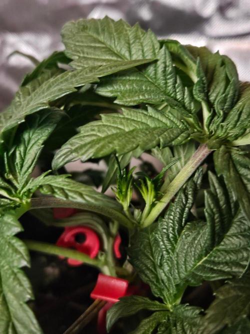 Slush Mint Cake Dutch Passion. Week 4