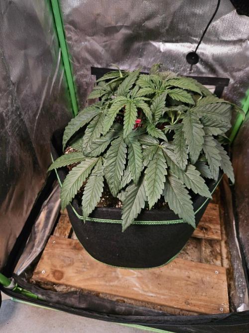 Slush Mint Cake Dutch Passion. Week 4