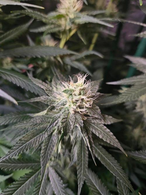 The gassy one SuperSativaSeedClub. Week 10