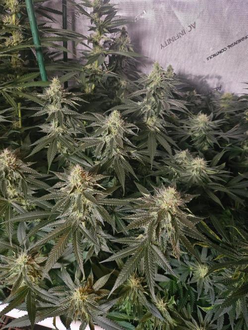 The gassy one SuperSativaSeedClub. Week 10