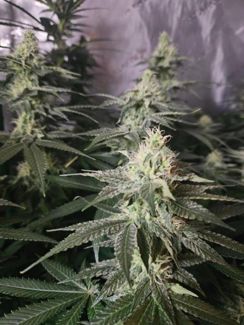 The gassy one SuperSativaSeedClub. Week 10