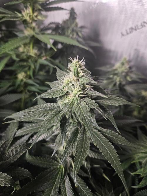 The gassy one SuperSativaSeedClub. Week 10