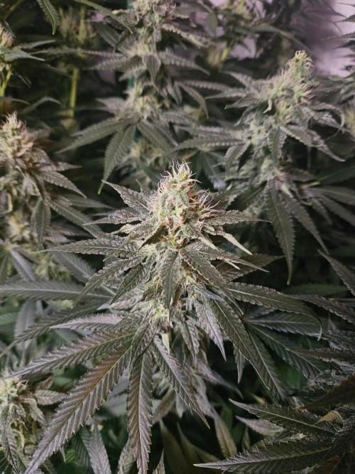 The gassy one SuperSativaSeedClub. Week 10
