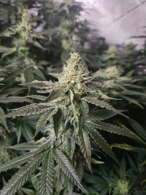 The gassy one SuperSativaSeedClub. Week 10